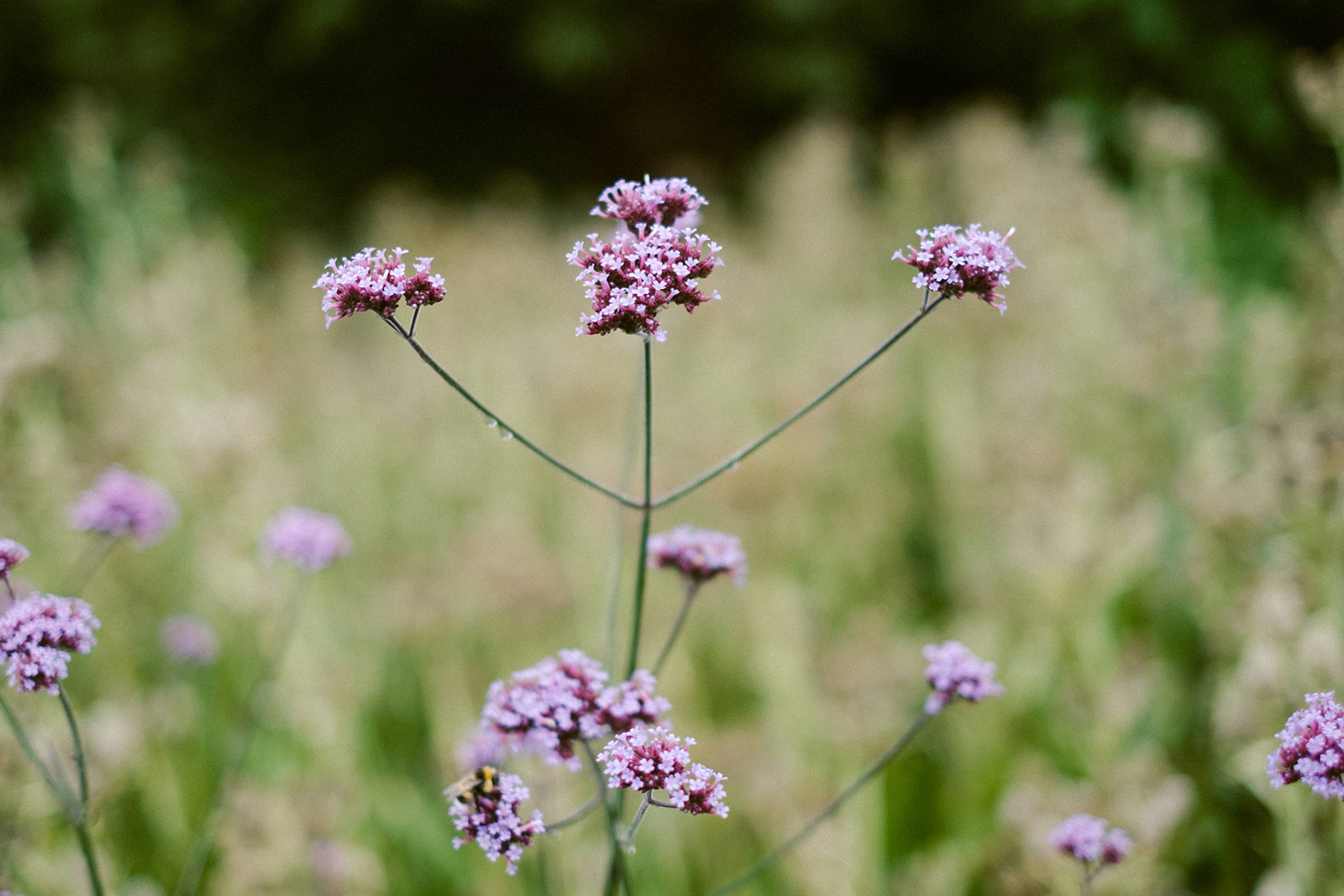 Biodiversity in the Garden 